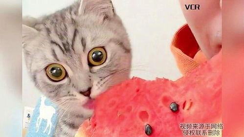 猫咪网吃瓜